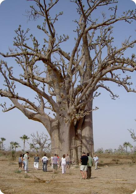 arbol africano con personas debajo admirandolo, es muy alto y marron